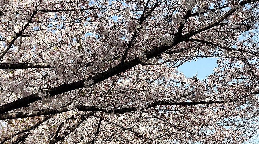 🏞️ 우치아게가와 치수녹지 (우치아게가와치스이료쿠치) 이미지 4